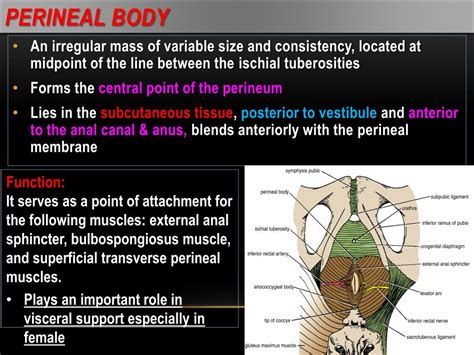 PPT Urogenital Triangle In Male PowerPoint Presentation Free