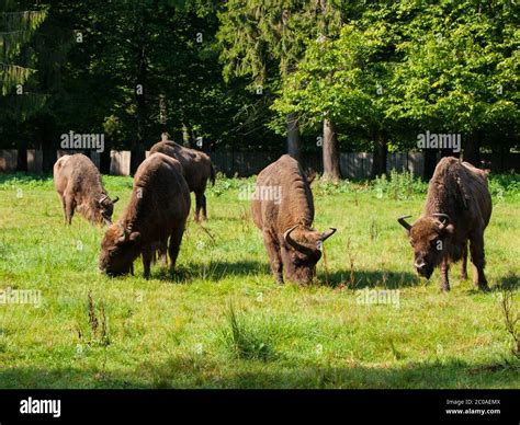 European bison herd in Bialowieza primeval forest, Poland and Belarus ...