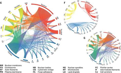 Science：首次揭示蛋白组亚细胞结构定位地图 每日头条