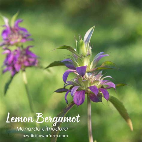 Lemon Beebalm