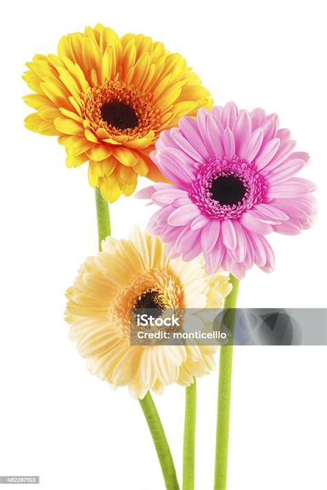 composition   gerberas isolated  white stock photo