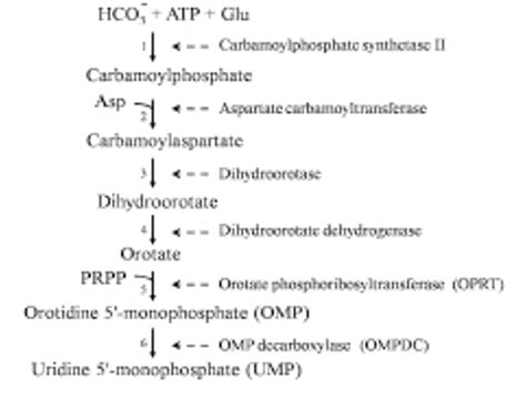 Six Sequential Steps Enzymes In Pyrimidine Biosynthetic Pathway