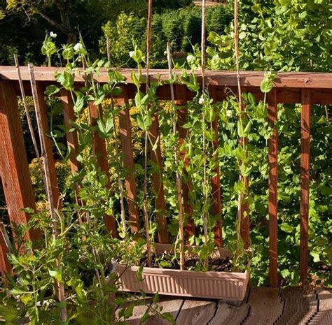 How To Grow Peas In Pots In Balcony Patio And Even Indoors With Images Sugar Snap Peas