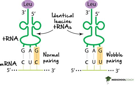 The Genetic Code Mcat Biology Medschoolcoach