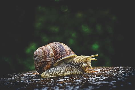 Free Snail Nature Images Pixabay