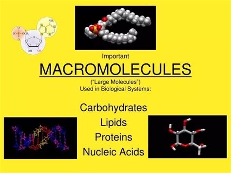 Ppt Important Macromolecules “large Molecules” Used In Biological