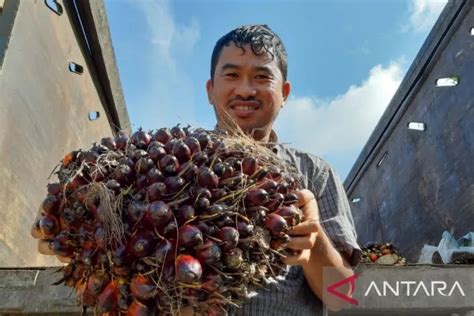 Kepala Bi Kelapa Sawit Dongkrak Ekonomi Kalimantan Barat Genpi