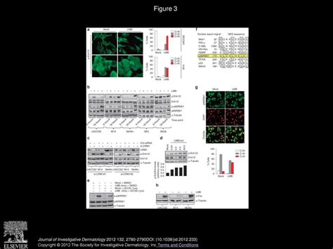 Inhibition Of Crm1 Mediated Nucleocytoplasmic Transport Triggering