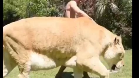 Largest Liger Ever Youtube