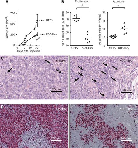 Impact Of Fibroblast Growth Factor Receptor 3 Fgfr3 Blockade On