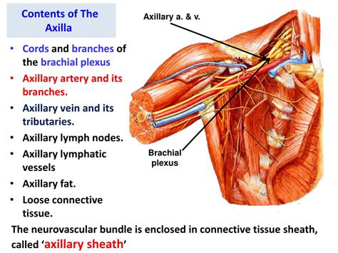 PPT - Anatomy of the Axilla PowerPoint Presentation, free download - ID:1451798