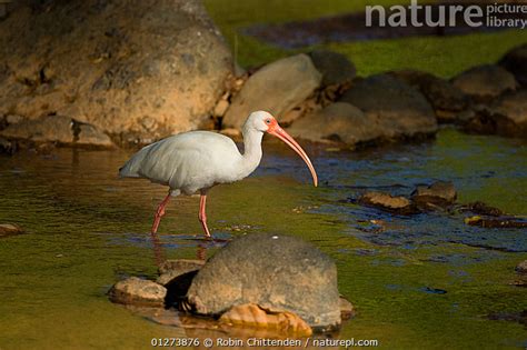 Stock Photo Of White Ibis Eudocimus Albus In River Costa Rica March