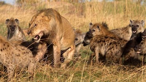 Lion vs Hyenas: Pack of Hyenas Attack Lion And Steal Its Prey