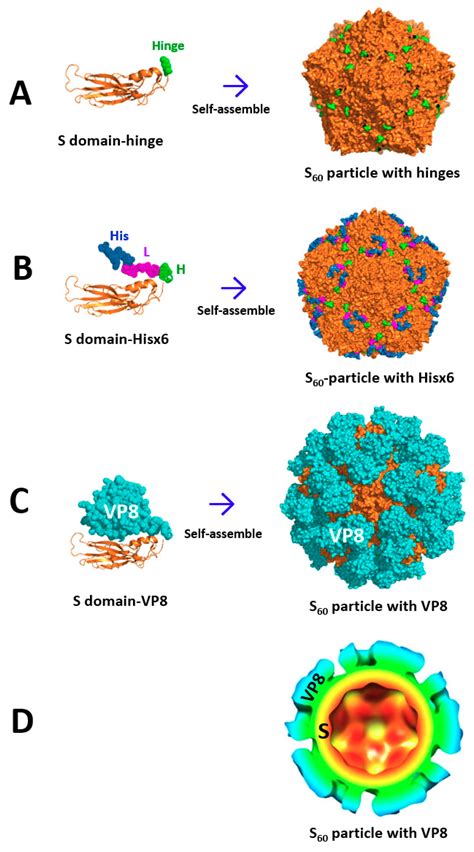 Pharmaceutics Free Full Text Norovirus Capsid Protein Derived