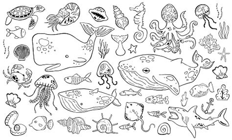koleksi kehidupan laut  set sketsa hewan laut ilustrasi stok