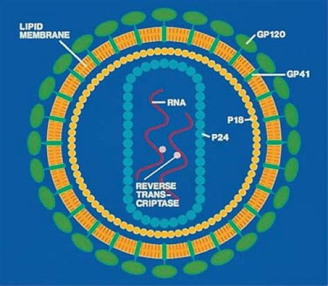 Human Immunodeficiency Virus Lymphadenitis Basicmedical Key