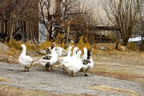 ‘stewards Of The Earth And Animals In Armenia Slideshow