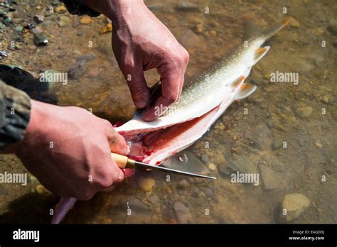 A Man Cleans A Lake Trout Fish Salvelinus Namaycush On Whitefish Lake