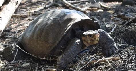 Scientists Find ‘long Extinct Giant Tortoise Alive In The Galápagos