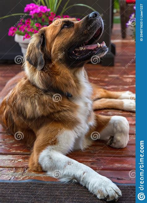 Dog Laying Down Smiling stock image. Image of domesticated - 254971633