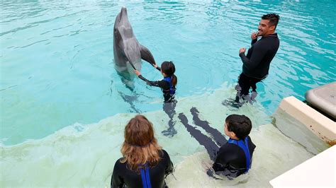 Rady Children's Hospital patients take a delightful dip with SeaWorld ...