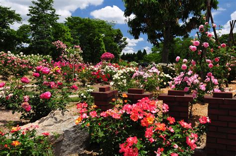 過去の写真～旬の花 （薔薇・湧永庭園） 綺麗な写真 日々出来事