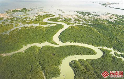 福建海洋碳汇发展观察：生态优等生的“蓝碳”实践 新闻频道厦门网