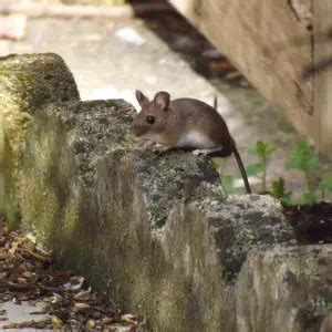 Wood Mouse - Facts, Diet, Habitat & Pictures on Animalia.bio