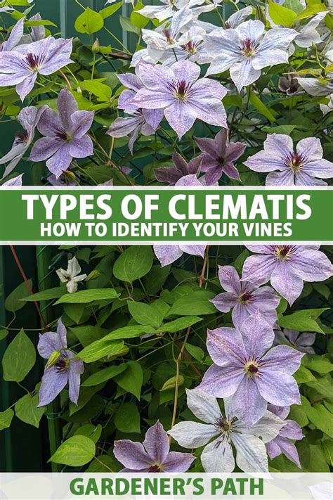 Clematis Flower Meaning Best Flower Site