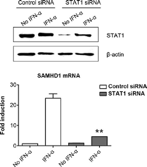 STAT1 downregulation blocks the induction of SAMHD1 expression by IFN α