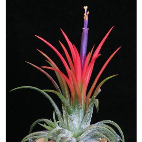 Gurme Bitki Tillandsia Ionantha Green M El Yap M Fiyat