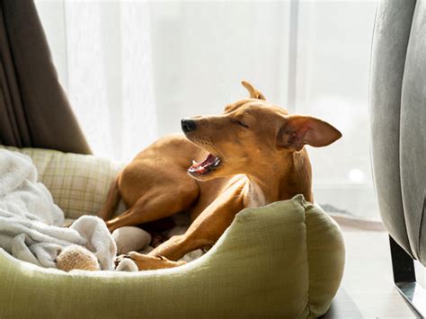 What To Do When Your Dog Keeps Coughing