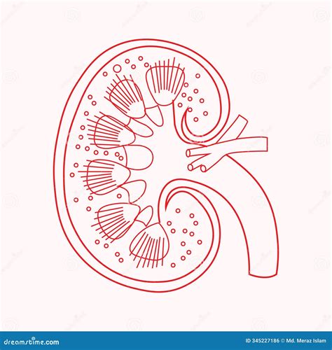 Kidney Nephrons and Ffiltration System. Stock Illustration