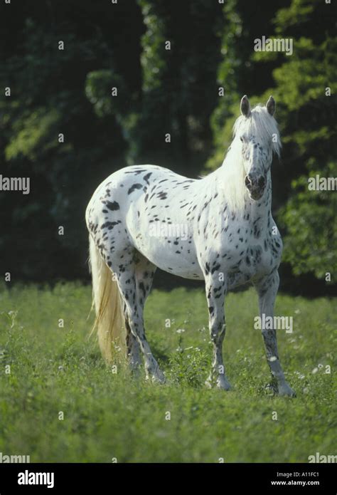 Friesian Appaloosa mare cross Stock Photo - Alamy