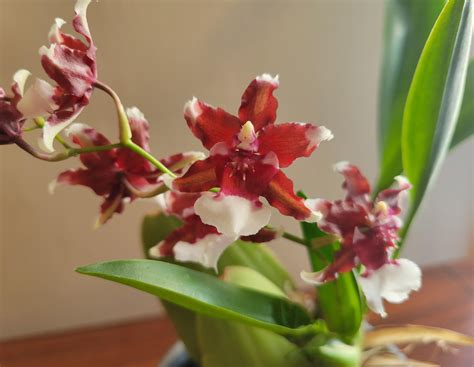 Oncidium Heaven Scent Redolence R Orchids