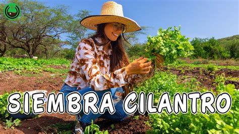 Cómo sembrar cilantro Paso a paso YouTube