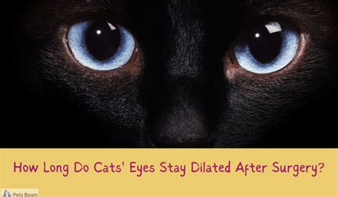 How Long Do Cats Eyes Stay Dilated After Surgery What To Expect