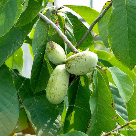 Asimina Triloba Fruit Taste Edusvetgobgt