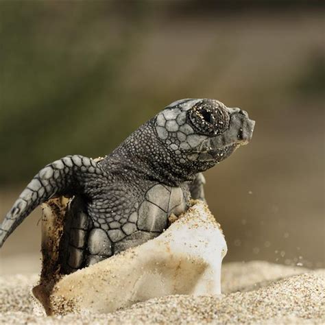 Reportajes Y Fotografías De Tortugas En National Geographic