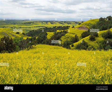 Hills Covered In Ribbed Melilot Melilotus Officinalis With Juniper And