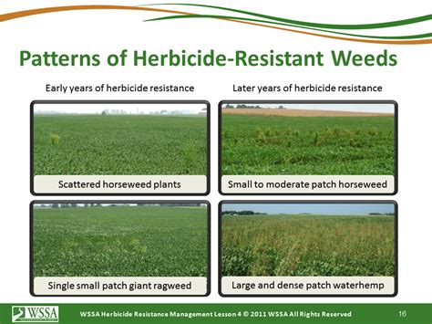 Herbicide Stewardship Herbicide Resistant Weeds Training Lessons Cotton Incorporated