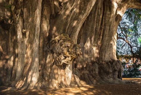 Arbol Del Tule Montezuma Cypress Tree In Tule Oaxaca Mexico Stock