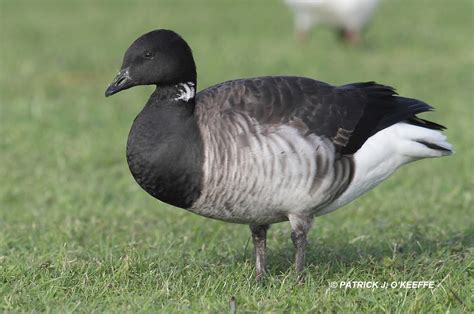 Raw Birds Pale Bellied Brent Goose Branta Bernicla Ssp B B Hrota