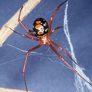 Venomous Spiders in Florida: A Danger to Humans – Nature Blog Network