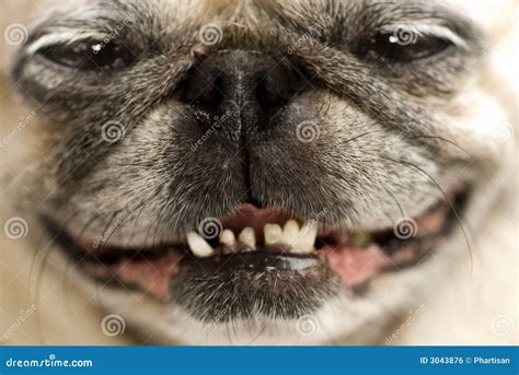 Funny Pug Face Royalty-Free Stock Image | CartoonDealer.com #3043876