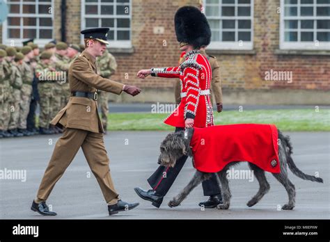 Irish guards mascot hi-res stock photography and images - Alamy