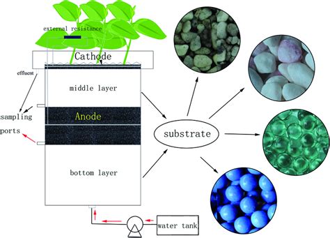 Configuration Of The Microbial Fuel Cell Coupled Constructed Wetland Download Scientific