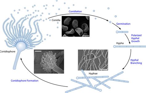 Aspergillus Fumigatus Life Cycle