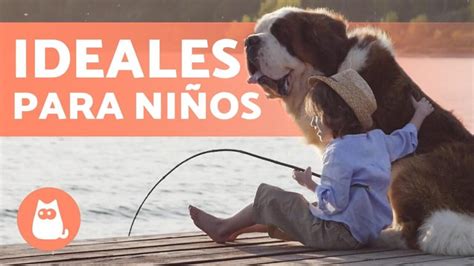 Razas De Perros Ideales Para Convivir Con Ni Os Arjal