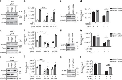 Mtorc14e Bp1 Axis Mediates Collagen I Deposition In Other Mesenchymal Download Scientific